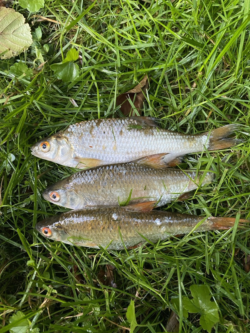 Drei frisch gefangene Rotaugen im Gras
