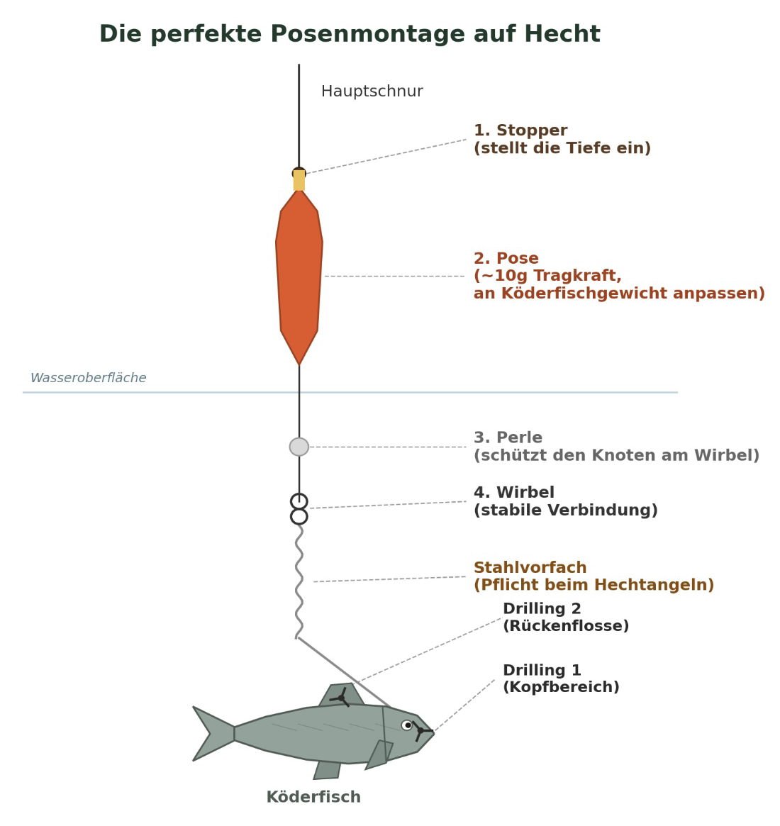 Grafik: Aufbau der Posenmontage auf Hecht mit Stopper, Pose, Perle, Wirbel, Stahlvorfach und zwei Drillingen