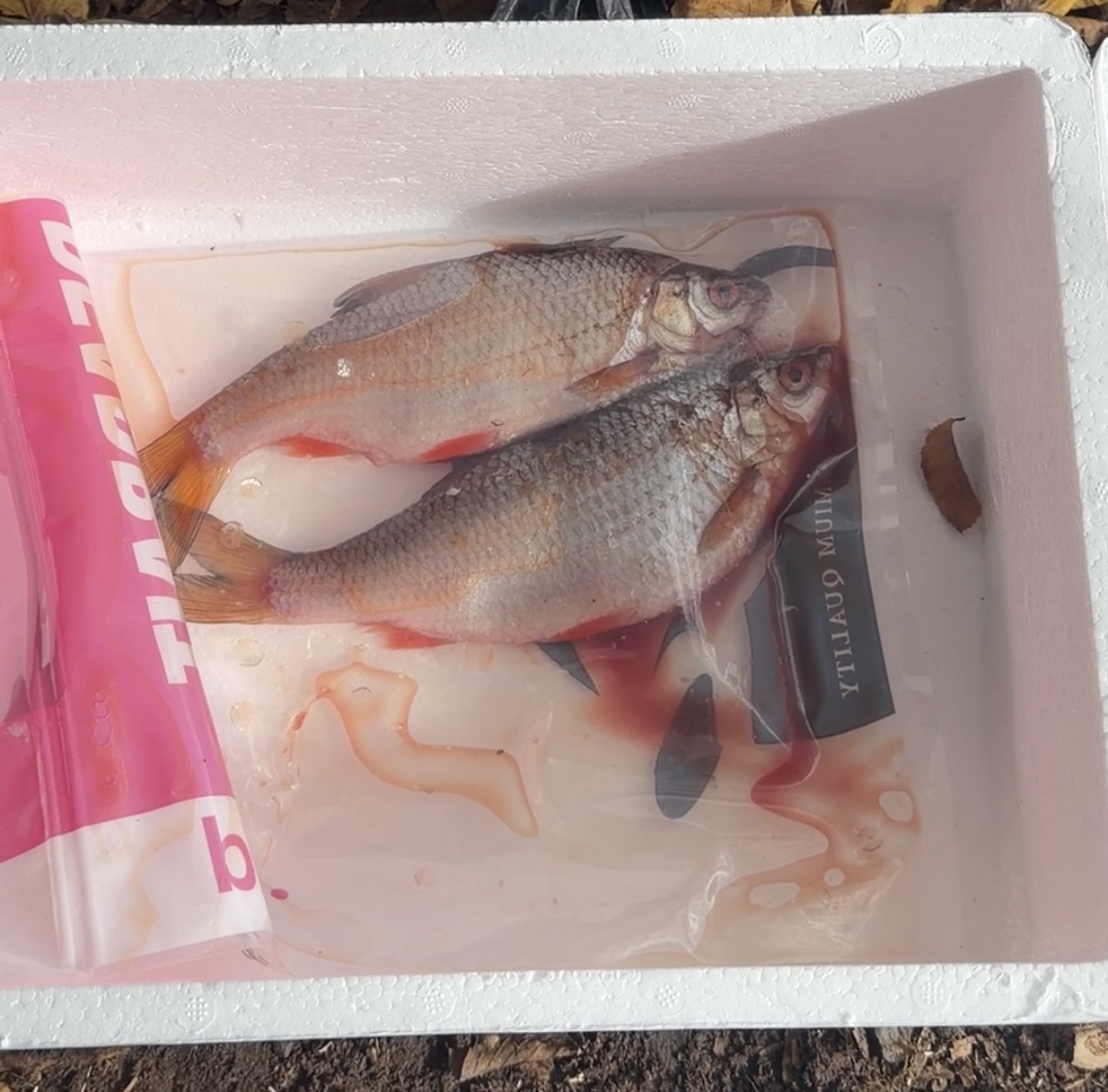 Zwei große Rotaugen als Köderfische in einer Kühlbox