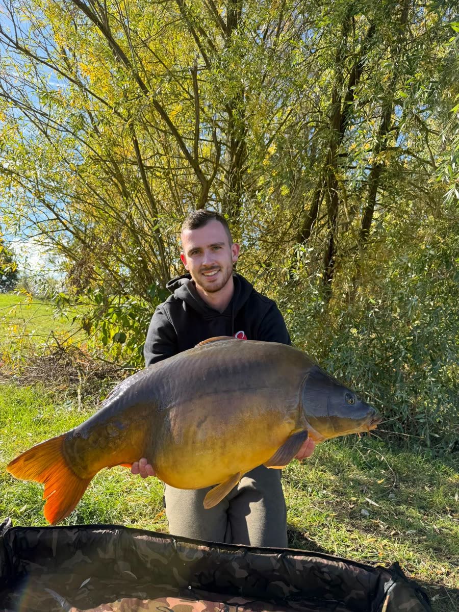 Angler hält einen großen Spiegelkarpfen vor herbstlichen Weiden
