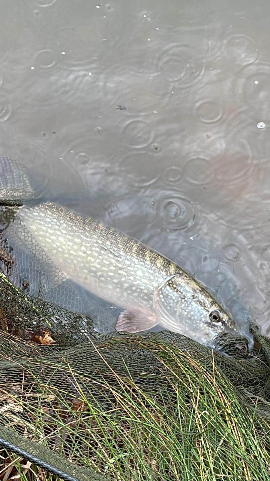 Hecht im Kescher am Ufer, Regentropfen auf dem Wasser