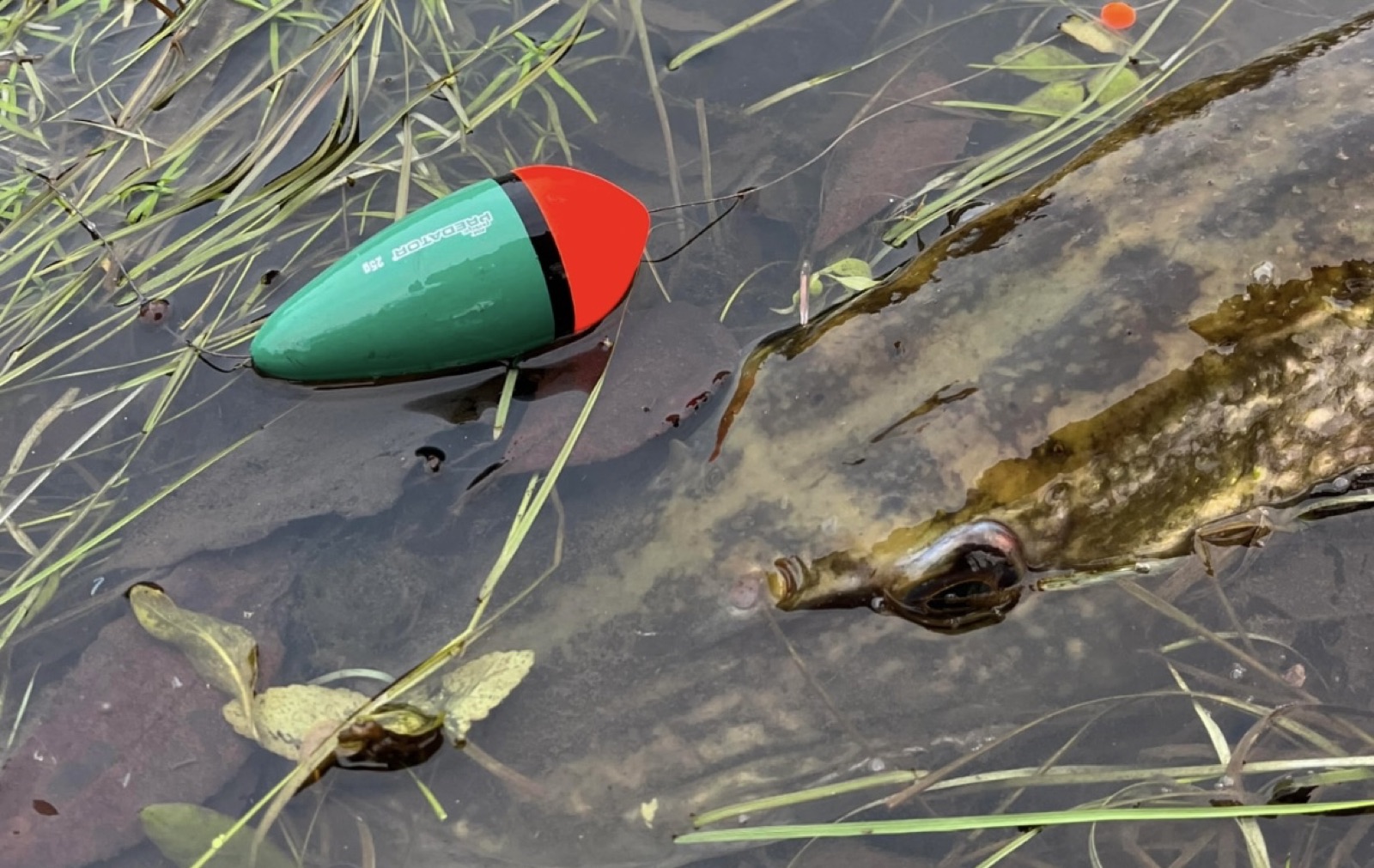 Hechtpose treibt im Flachwasser, daneben ein Hecht zwischen Kraut