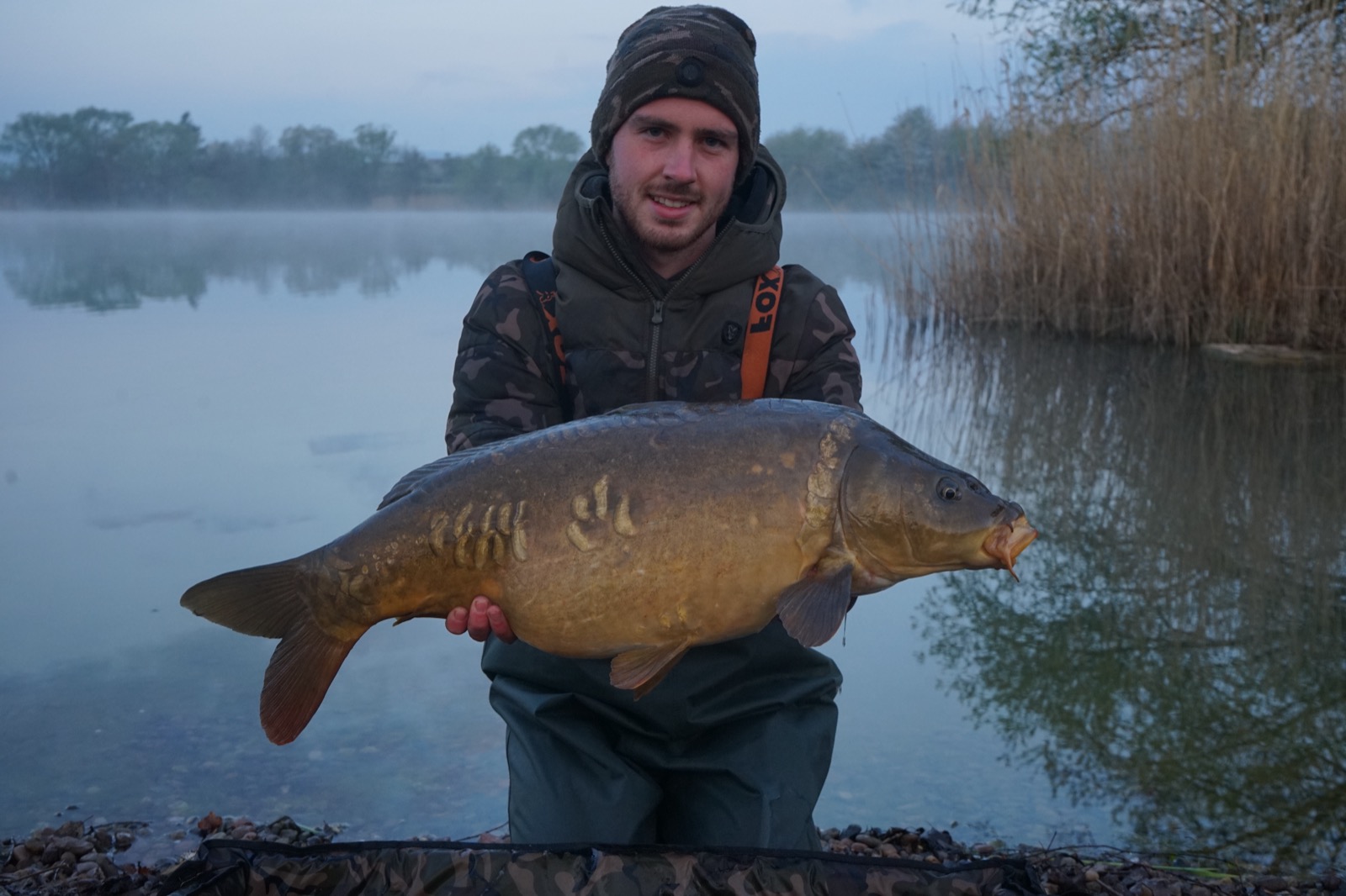 Spiegelkarpfen im Arm am nebligen Ufer im November
