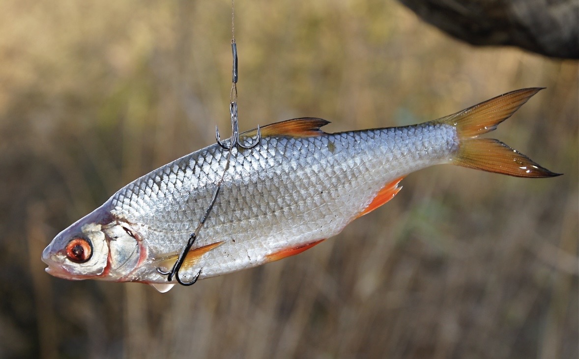 Rotauge als Köderfisch am Haken