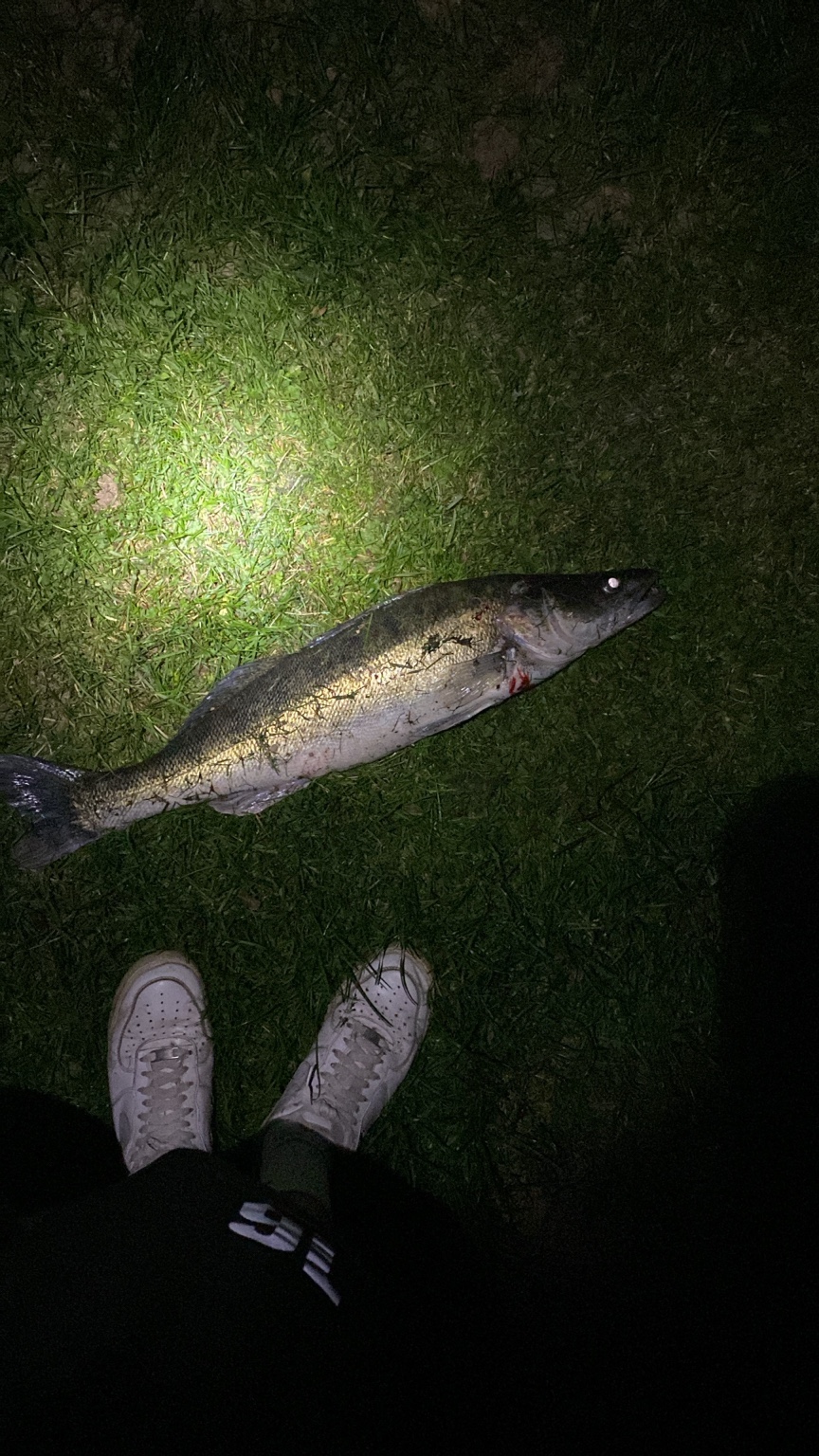 Zander im Lampenlicht auf der Wiese, daneben die Schuhe des Anglers