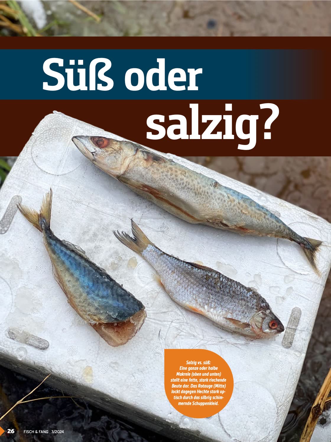 Aufmacherseite des Artikels Süß oder salzig? in der FISCH & FANG 03/2024